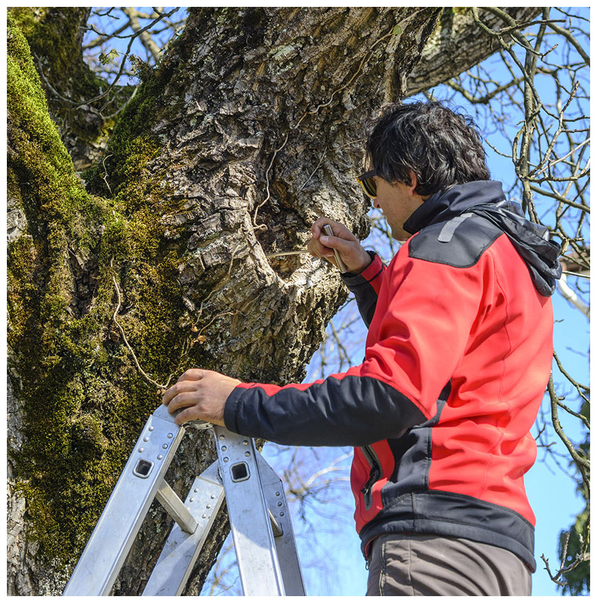 Spring Tree Care Checklist